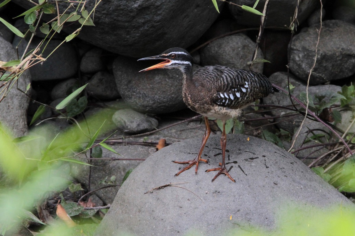 Sunbittern - ML214171941