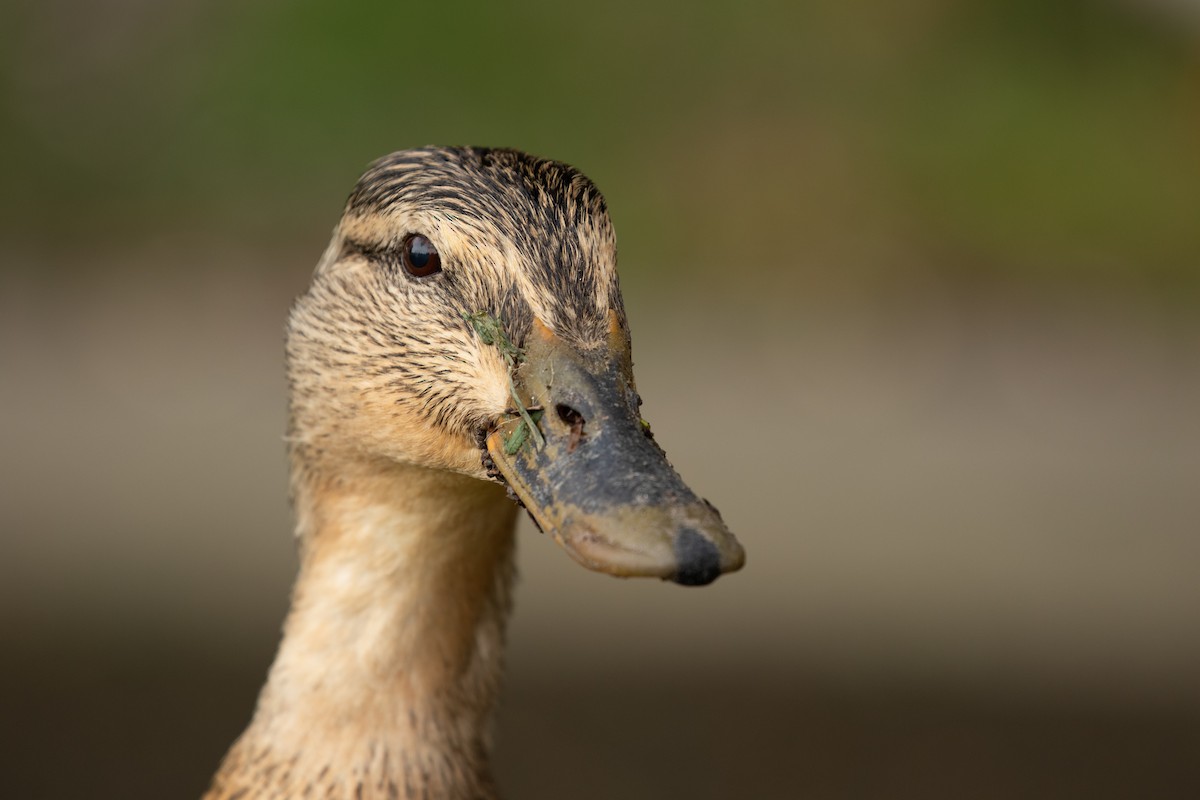 Mallard - Ronan Nicholson