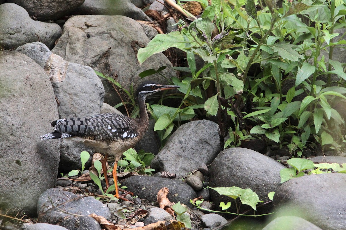 Sunbittern - ML214172091