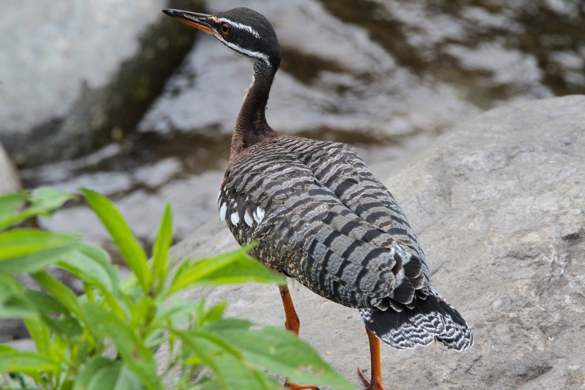 Sunbittern - ML214172421