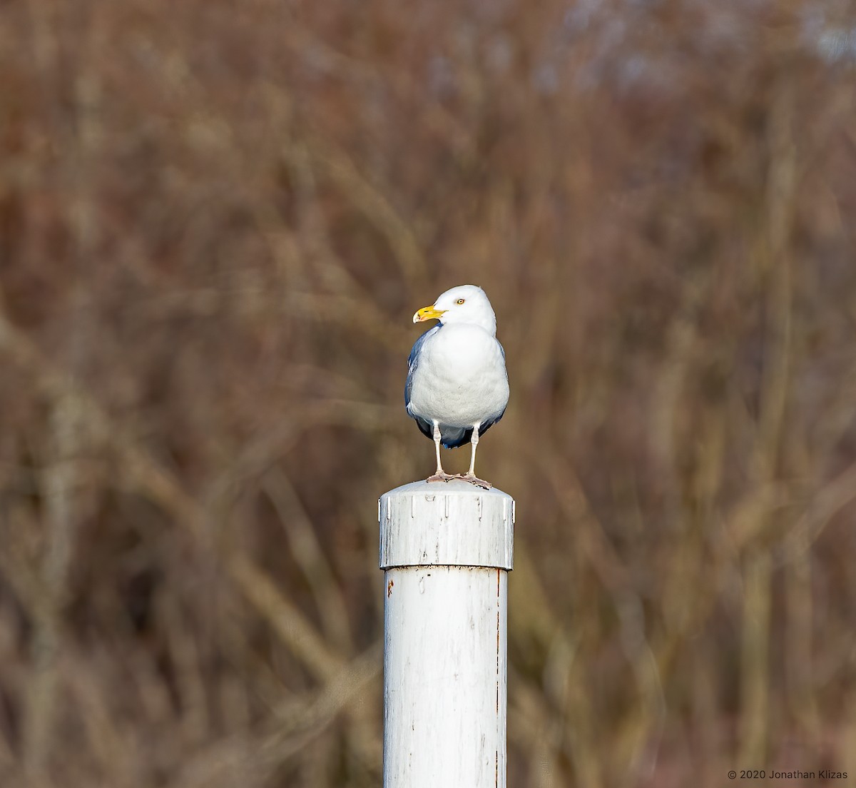 Herring Gull (American) - Jonathan Klizas