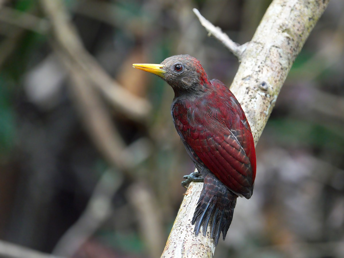 Maroon Woodpecker - ML214172911