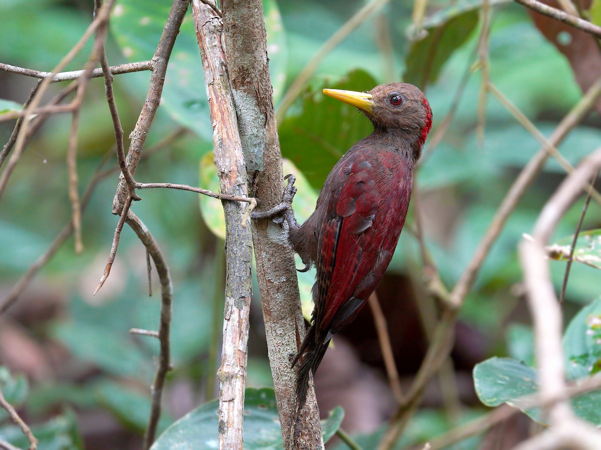 Maroon Woodpecker - Roman Lo