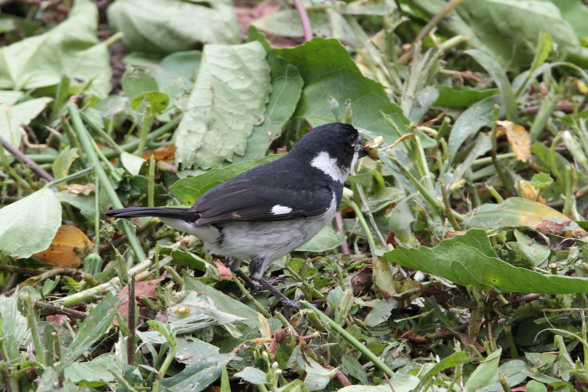 Variable Seedeater - ML214173131