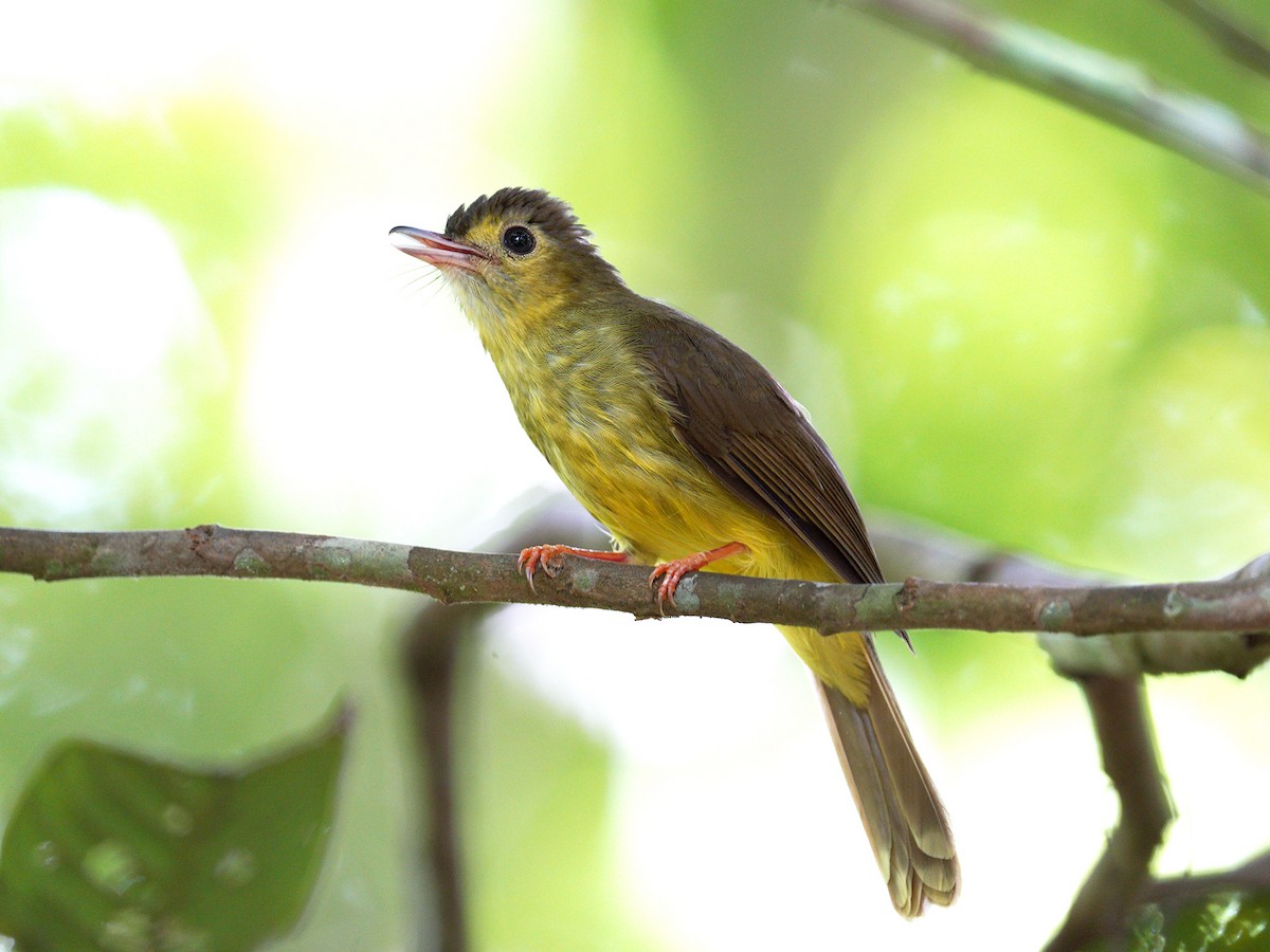 Hairy-backed Bulbul - Roman Lo