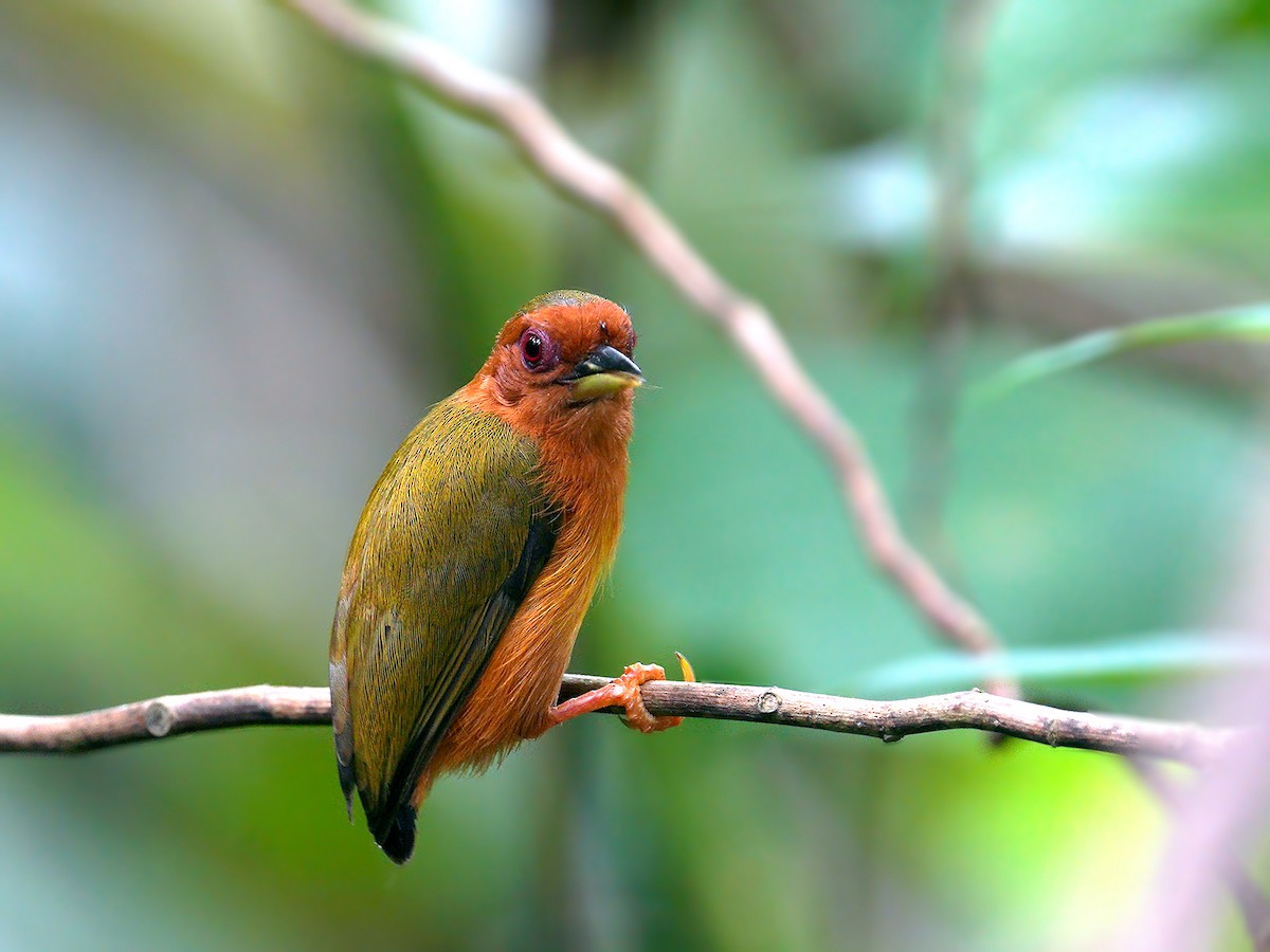 Rufous Piculet - ML214174081