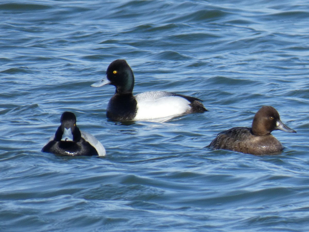 Lesser Scaup - ML214174121