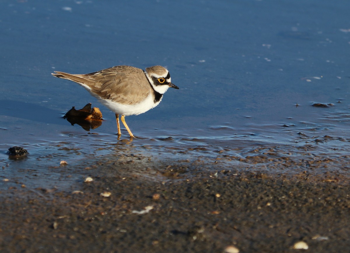 Little Ringed Plover - ML214174831