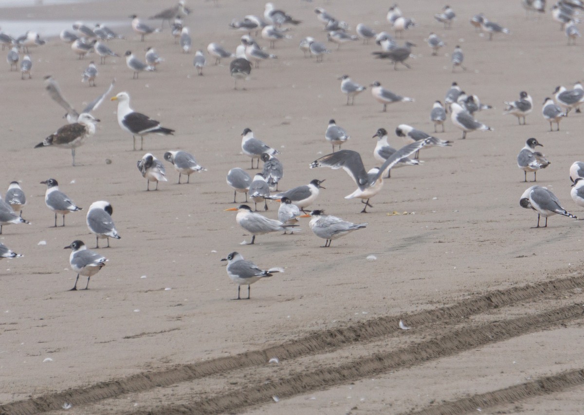 Elegant Tern - Felipe  Plaza Araya