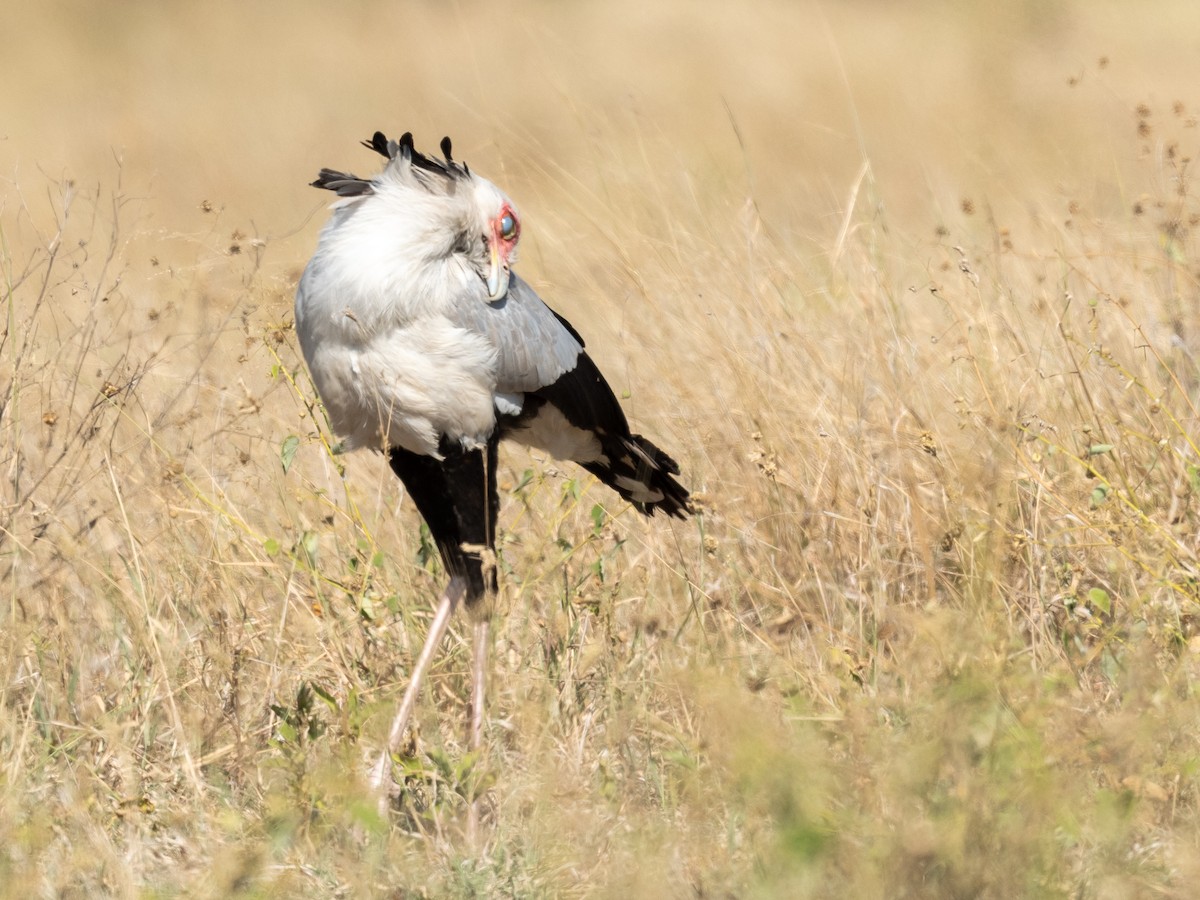 Secretarybird - ML214175291