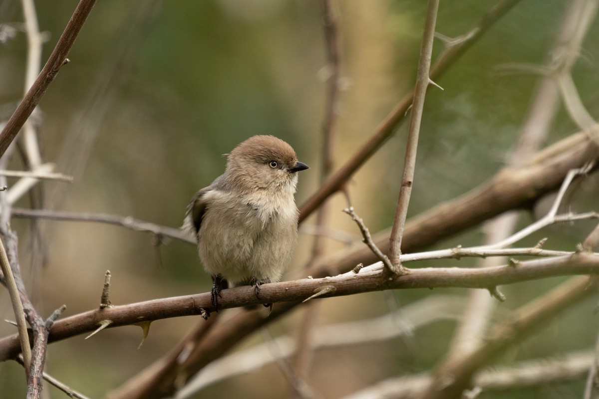 Bushtit - ML214175321