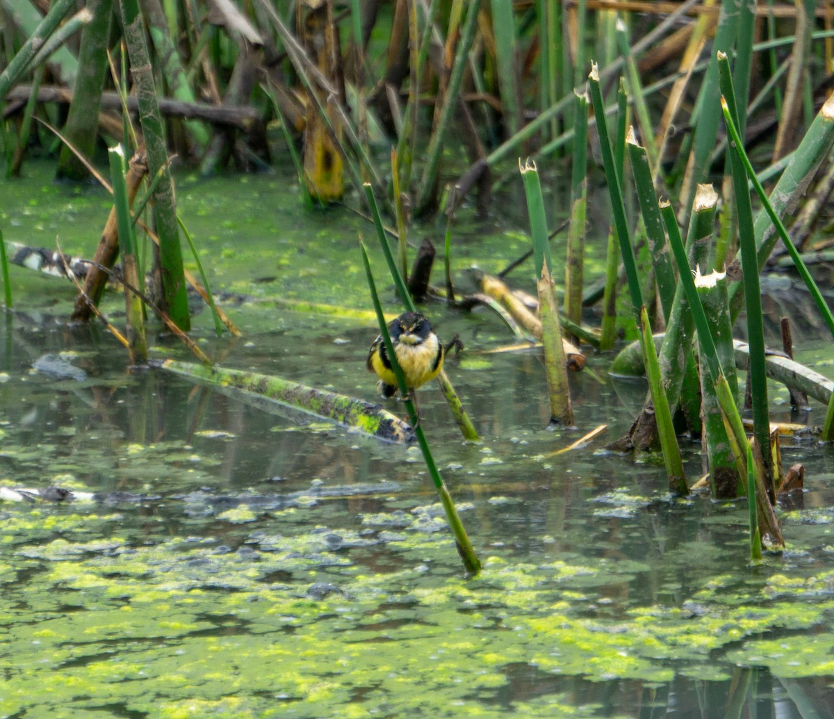 Many-colored Rush Tyrant - Felipe  Plaza Araya