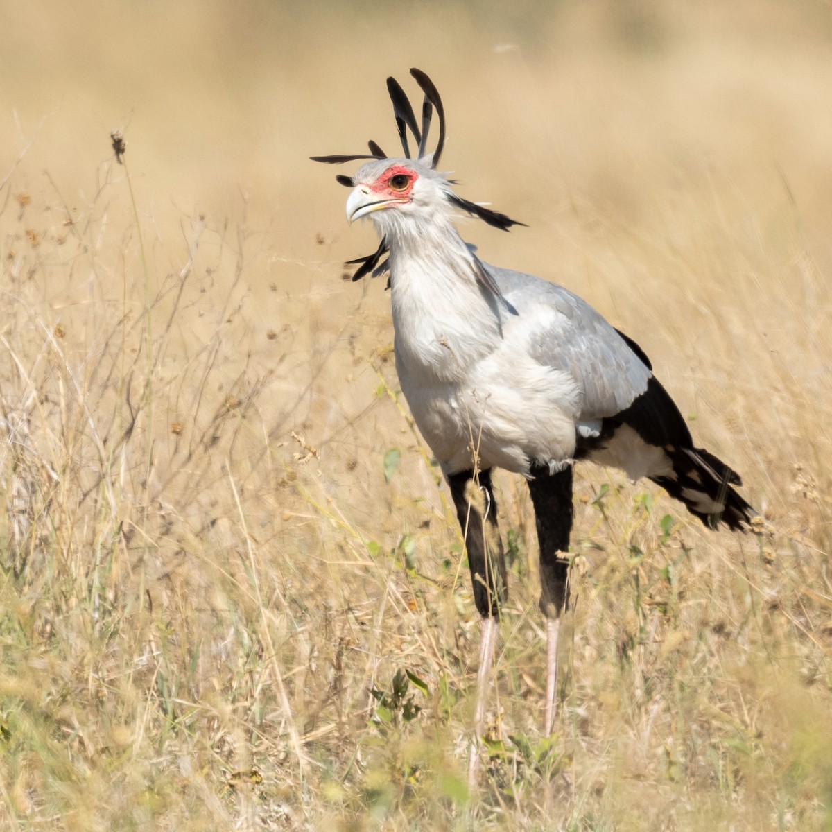 Secretarybird - ML214175591