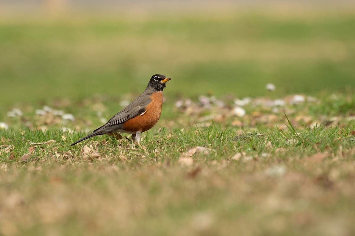 American Robin - ML214175771