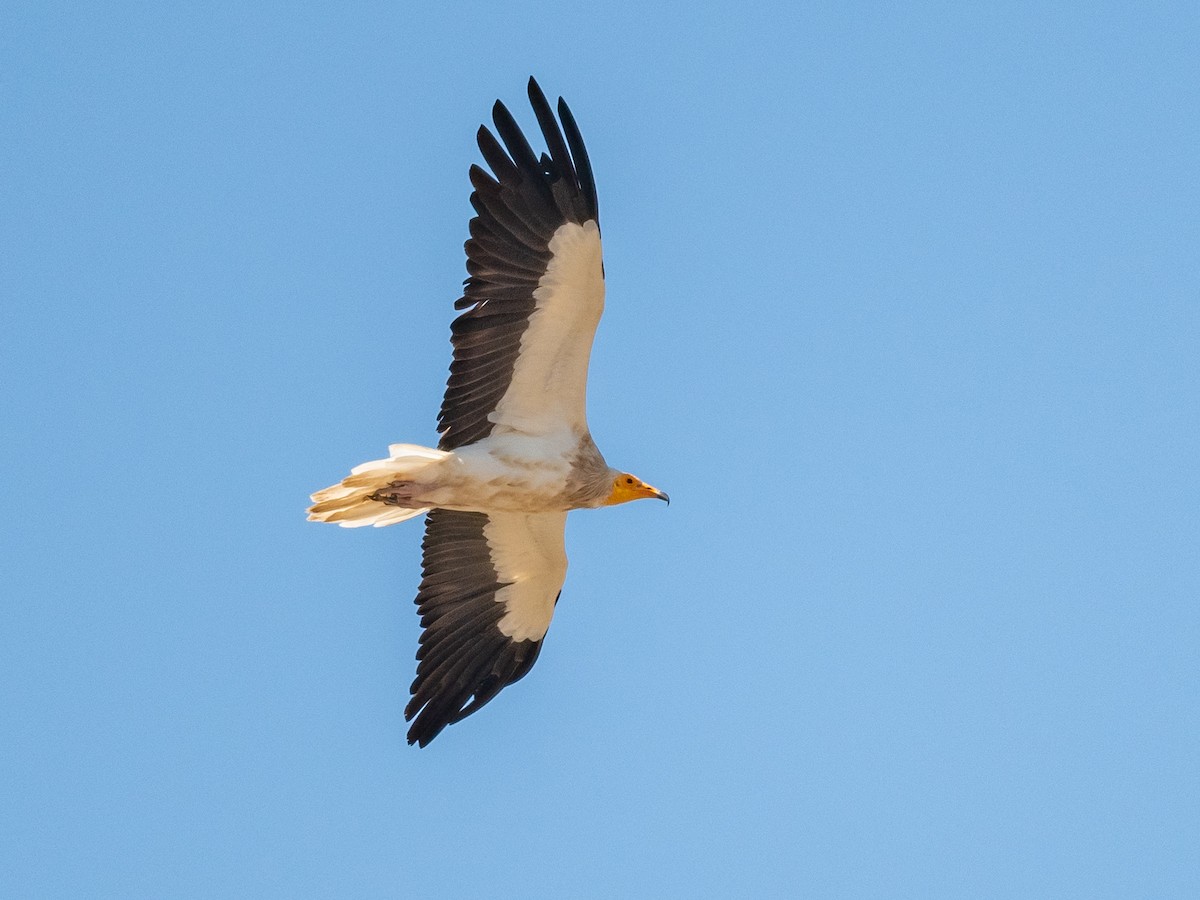 Egyptian Vulture - ML214176191