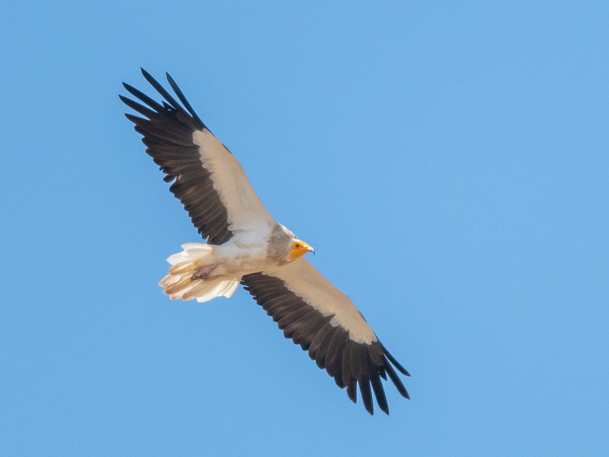 Egyptian Vulture - ML214176201