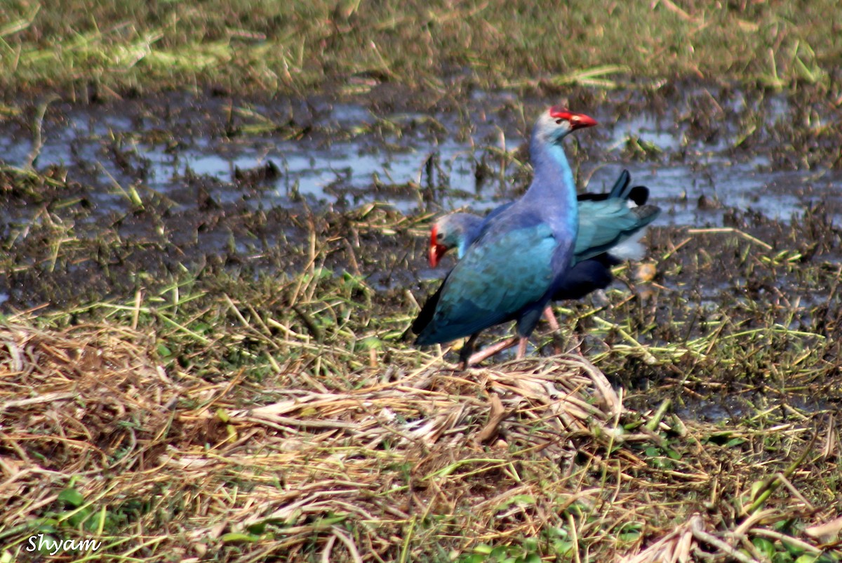 Gray-headed Swamphen - ML214176261