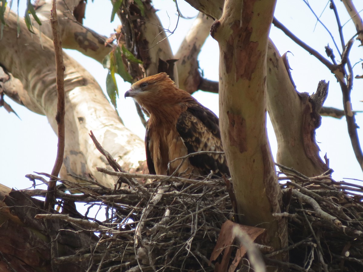 Square-tailed Kite - ML21417641