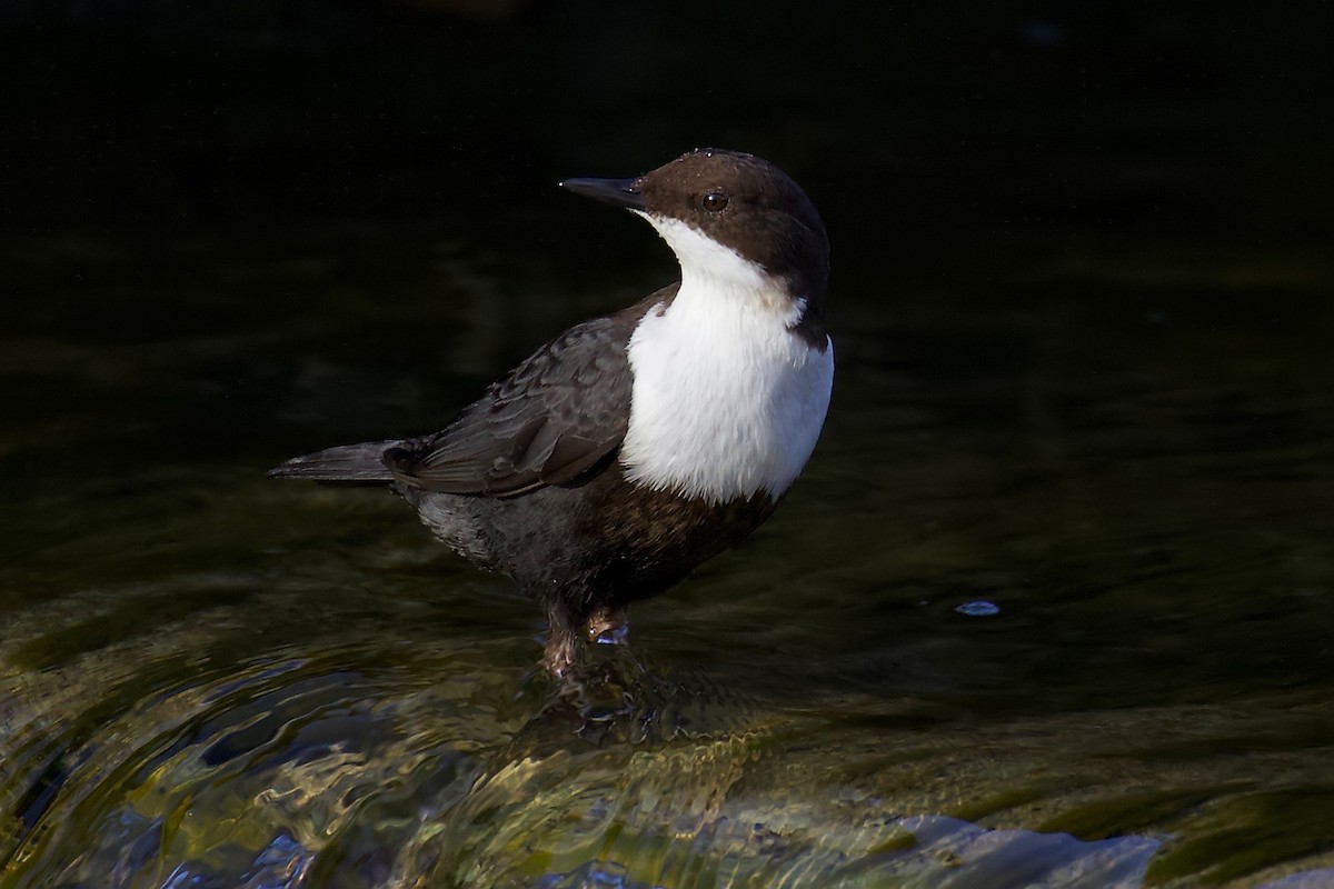 White-throated Dipper - ML214177001