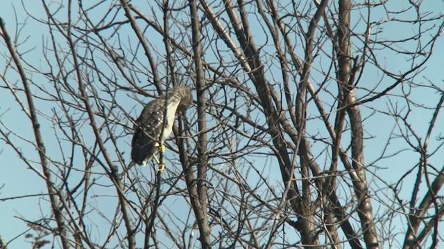 Black-crowned Night Heron - ML214177401