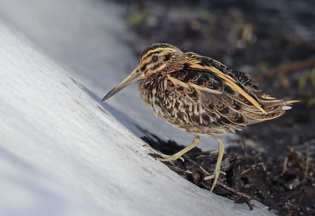 Jack Snipe - ML214178121