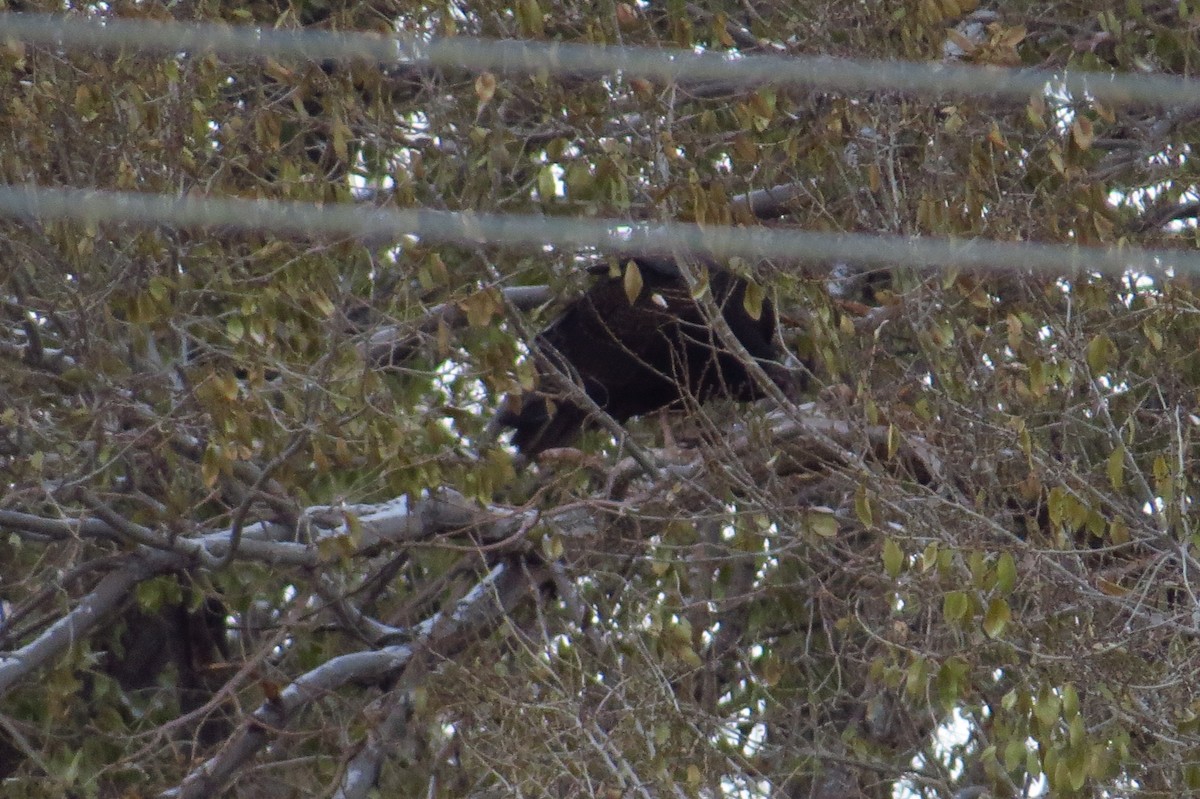 Turkey Vulture - ML21417921