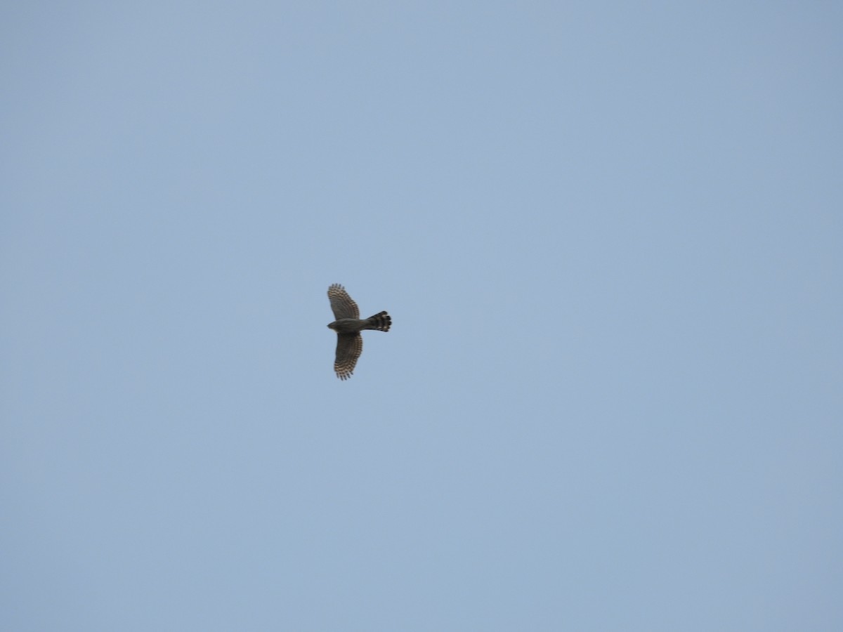 Cooper's Hawk - ML214180091