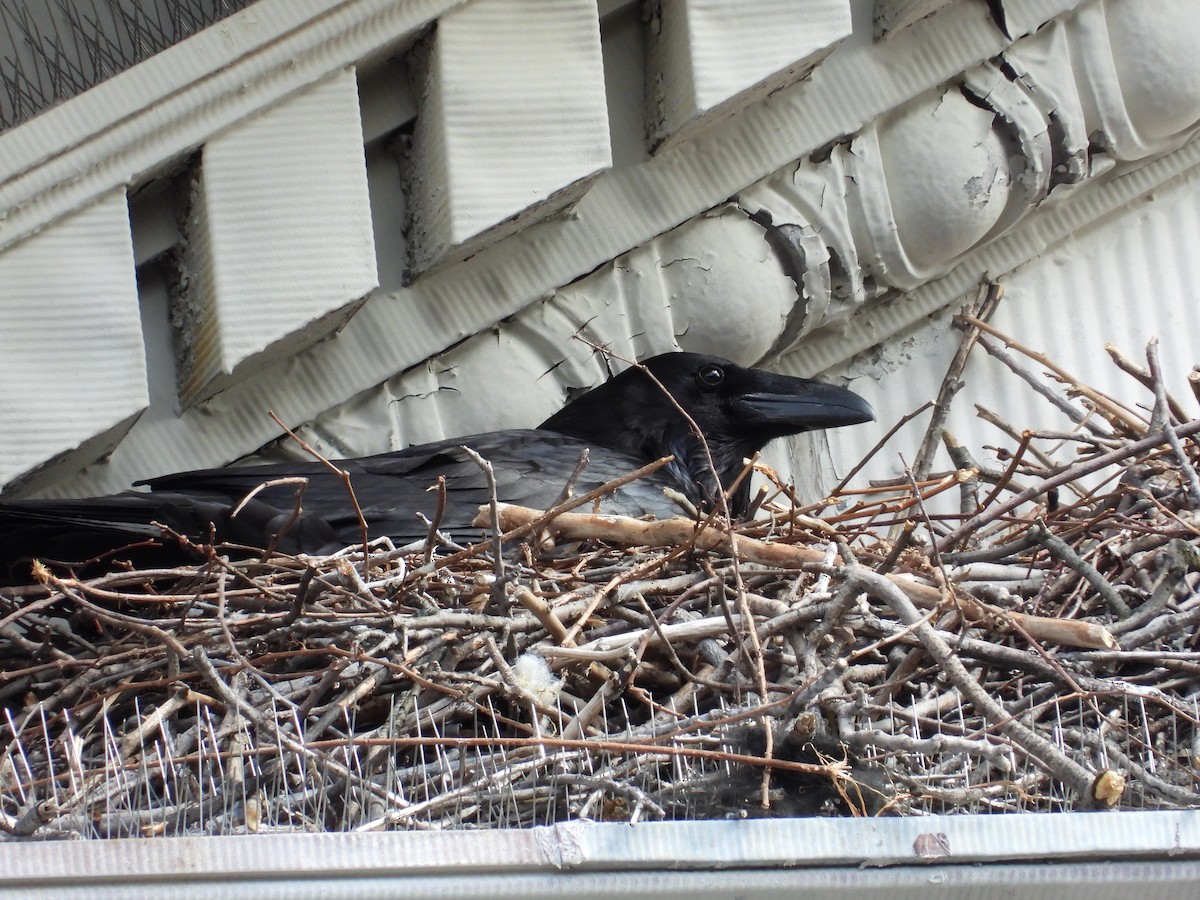 Common Raven - ML214180451