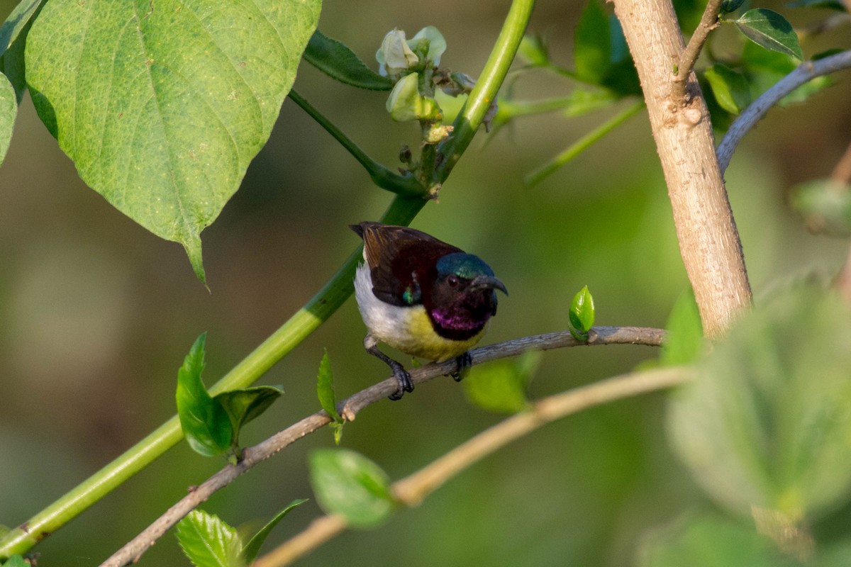 Purple-rumped Sunbird - ML214180791