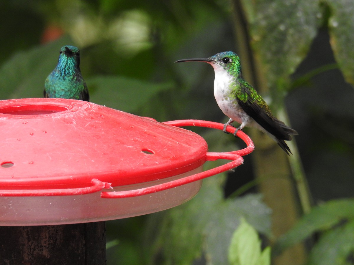 Andean Emerald - Marla Anderson