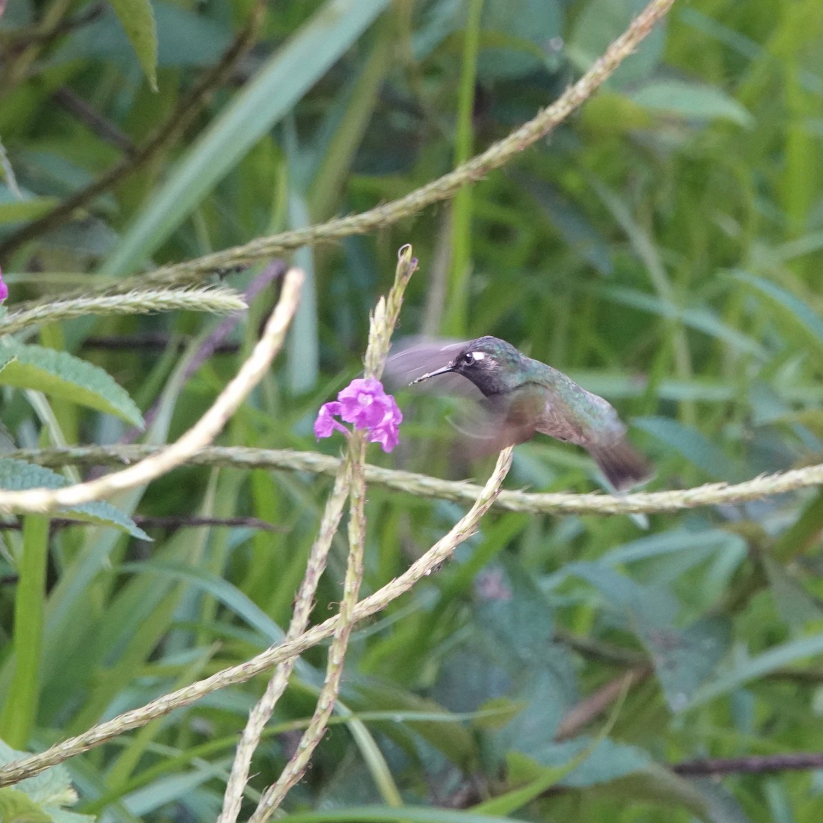 Violet-headed Hummingbird - Rose Ann Rowlett