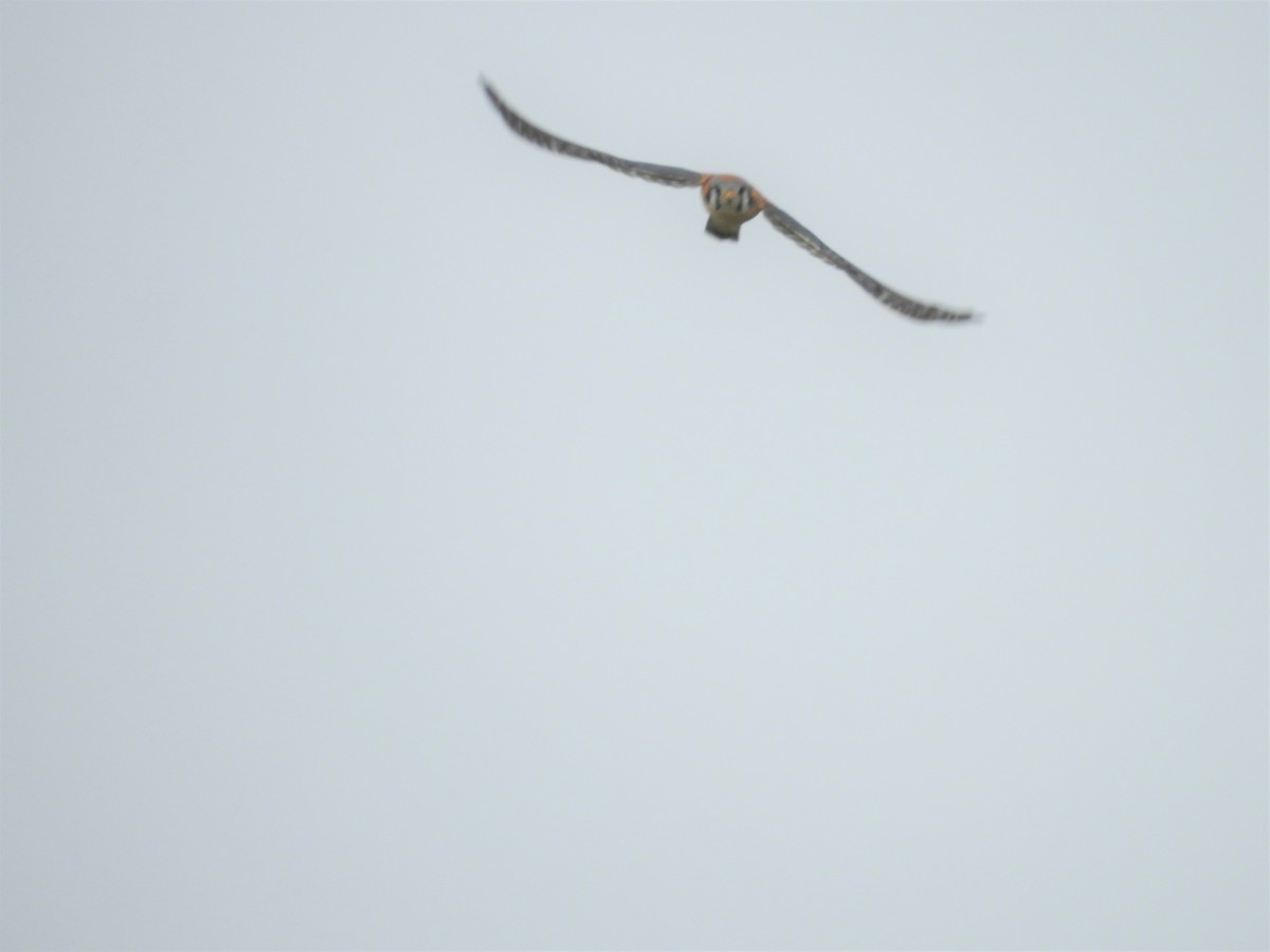 American Kestrel - ML214181851