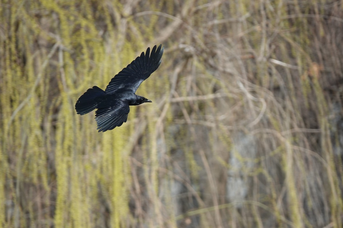 crow sp. - Scott Stafford