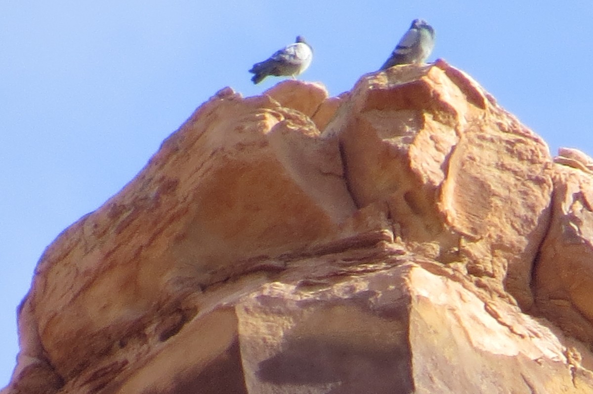 Rock Pigeon (Feral Pigeon) - Suzi Holt