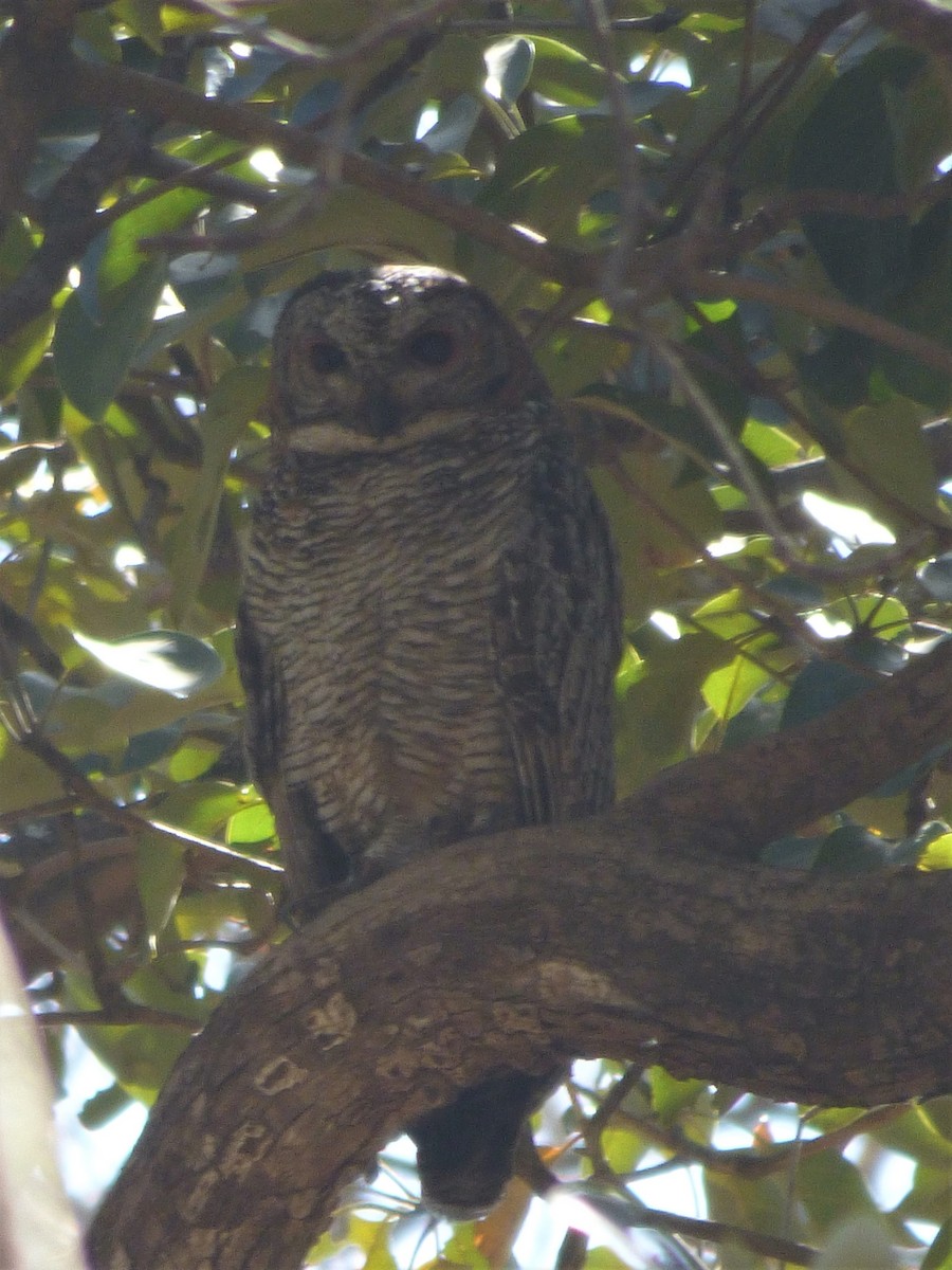 Mottled Wood-Owl - Ninad Raote