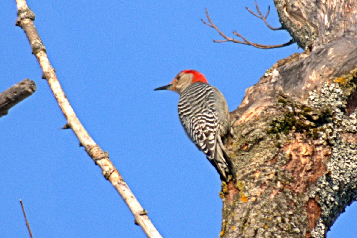 Red-bellied Woodpecker - ML214184101