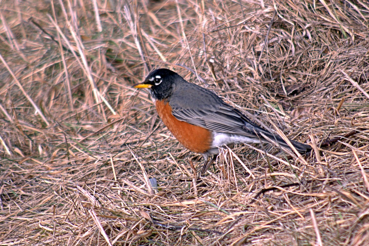 American Robin - ML214184221