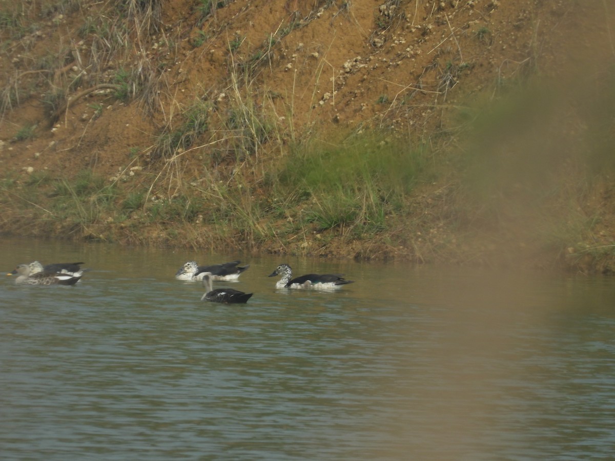 Knob-billed Duck - ML214184311