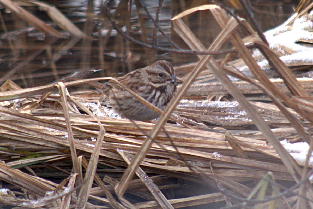 Song Sparrow - ML214184461