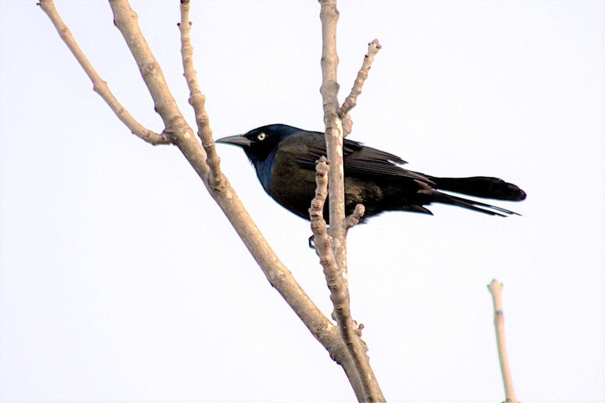 Common Grackle - ML214184661