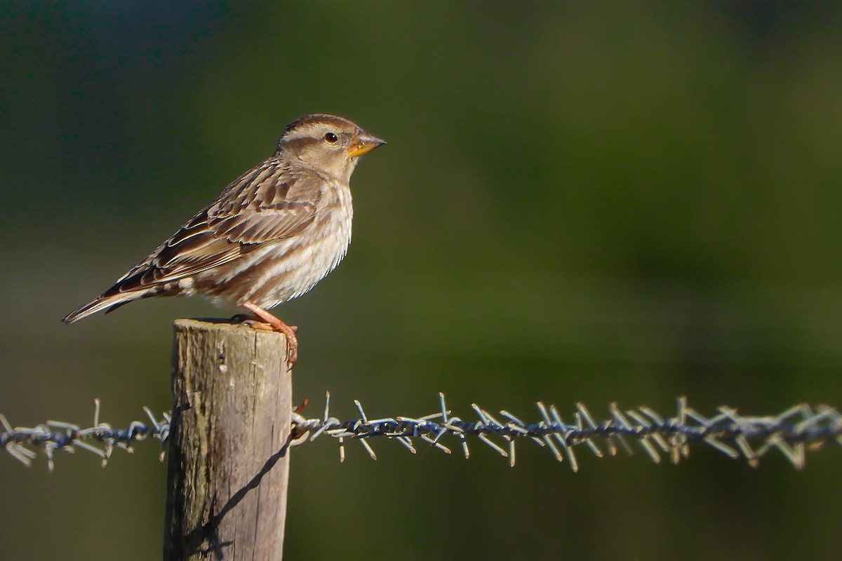Rock Sparrow - Rui Jorge