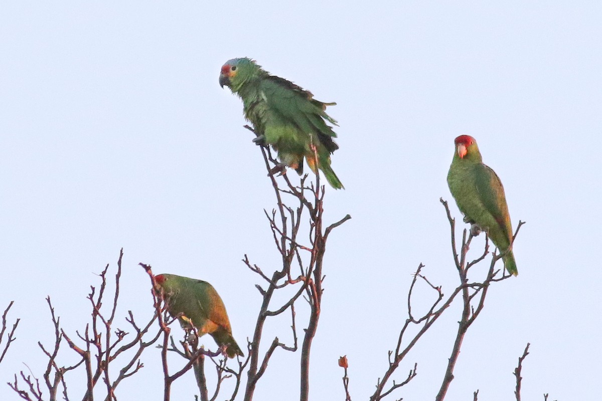 Red-crowned Parrot - ML21418771