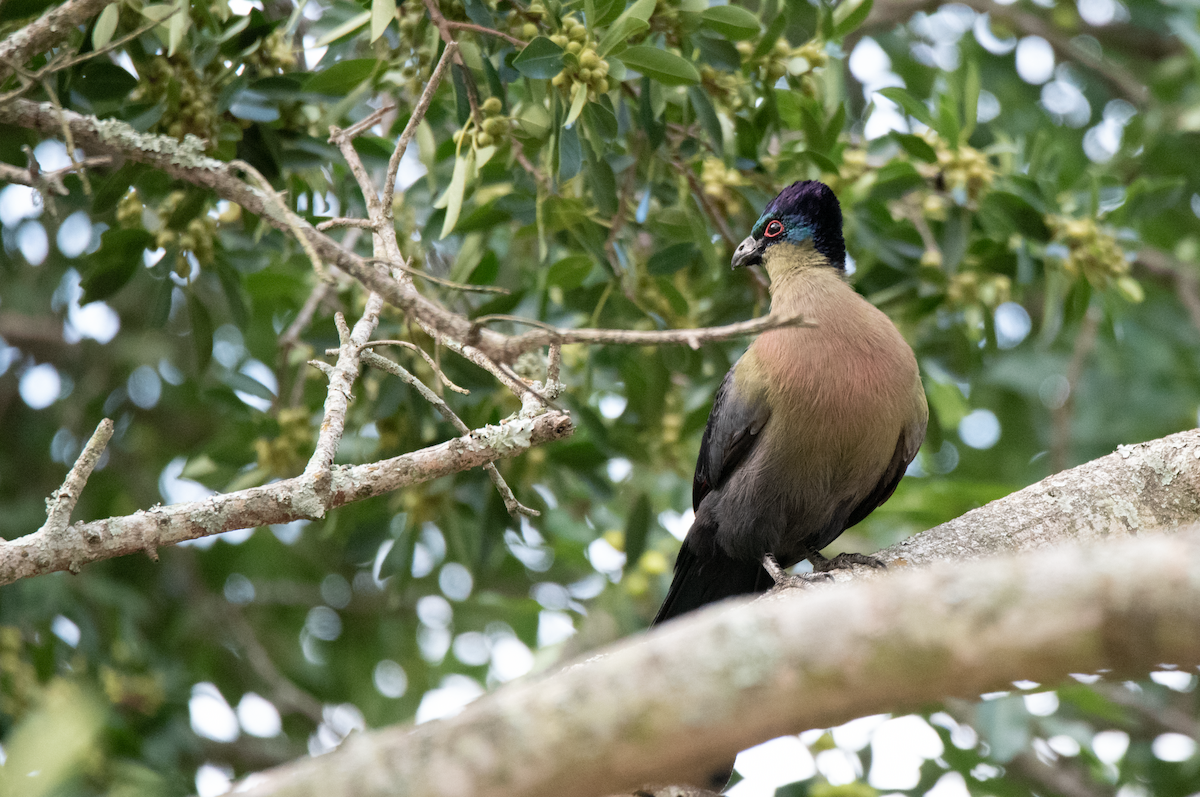 Purple-crested Turaco - ML214188011