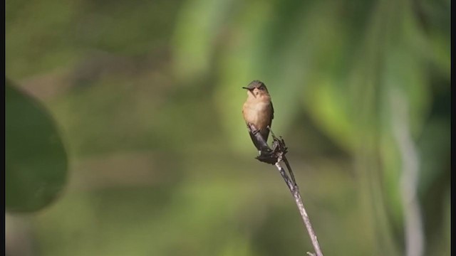 Colibri zémès - ML214188171