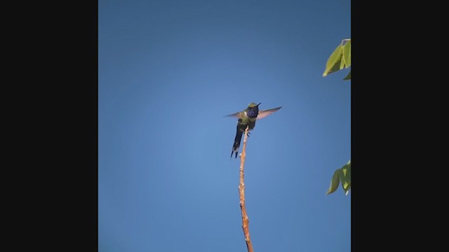 Blaukehl-Sternkolibri - ML214189731