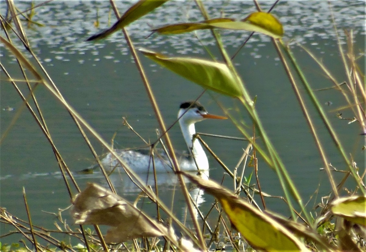 Clark's Grebe - ML214190011