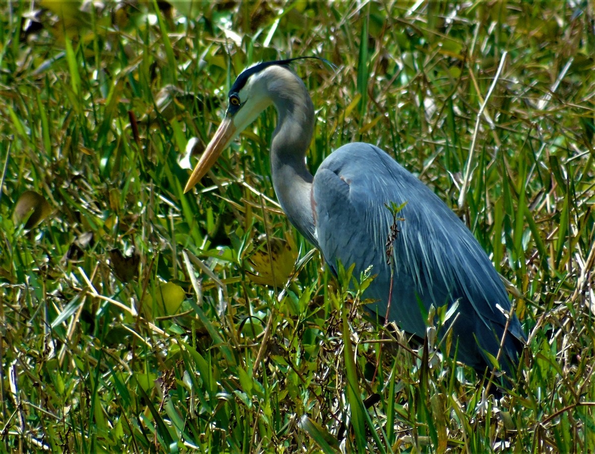 Garza Azulada (grupo herodias) - ML214190121