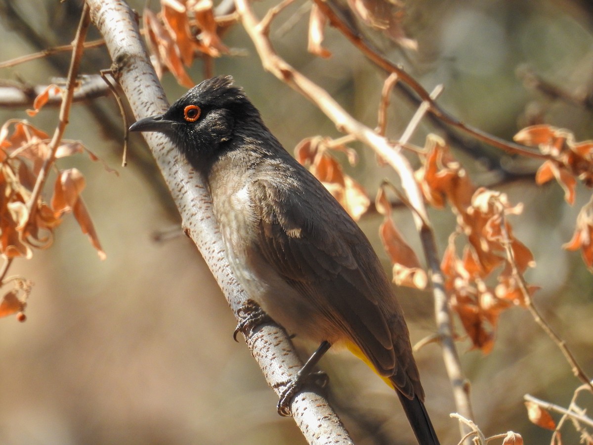 Black-fronted Bulbul - ML214190951