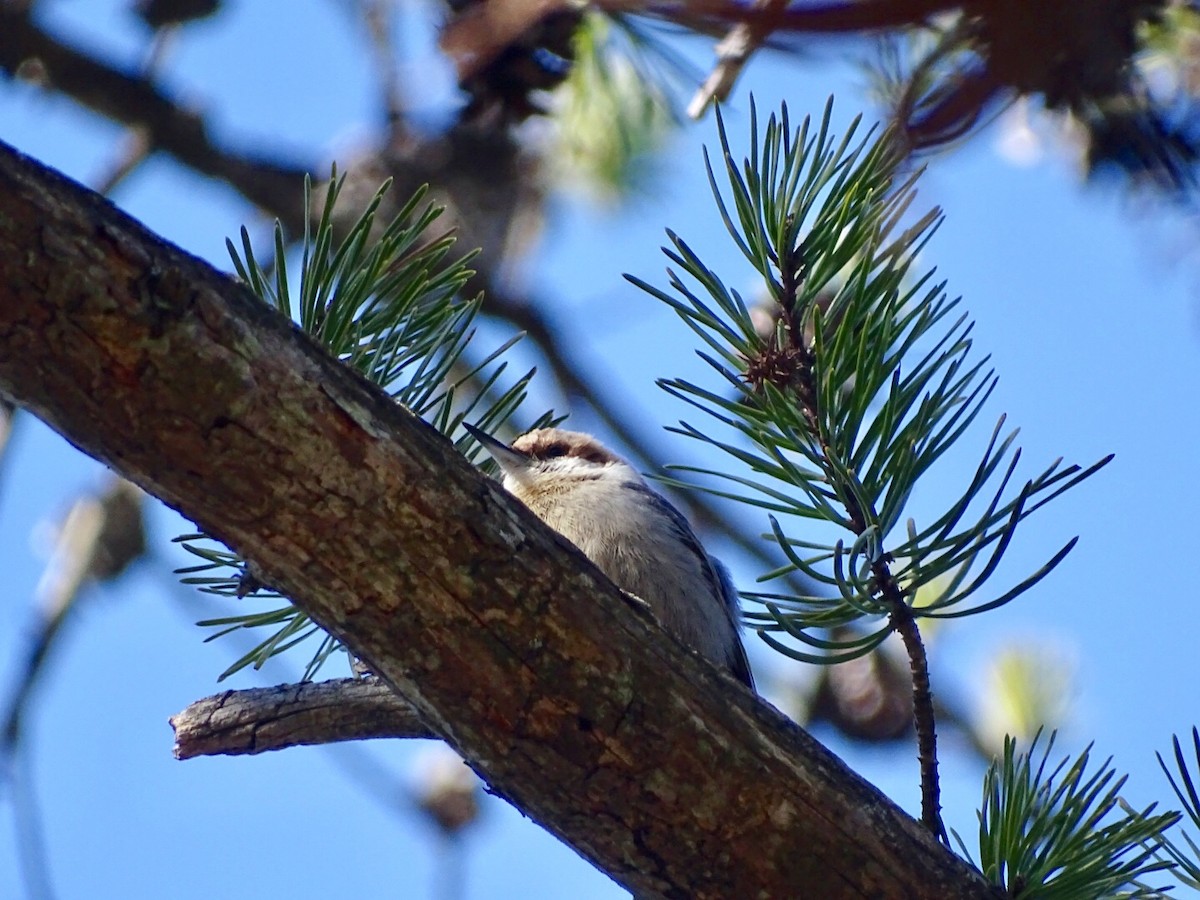 Brown-headed Nuthatch - ML214192521