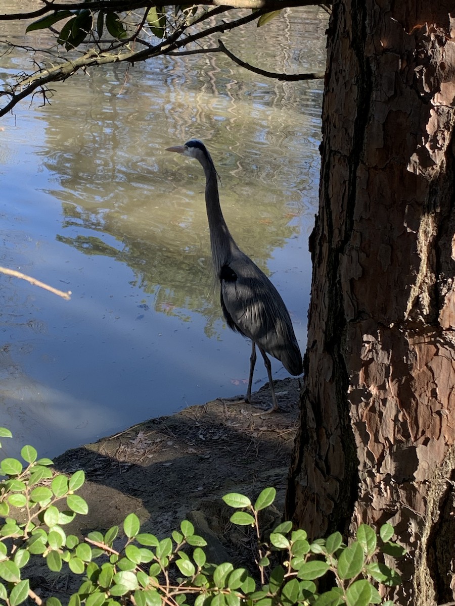 Great Blue Heron - ML214196261